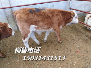 肉牛价格 黑龙江佳木斯牛苗养殖场联合牧业