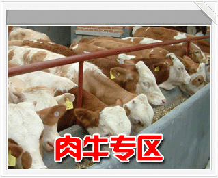 肉牛价格价格 大连奶牛出售 山西光明肉牛厂供