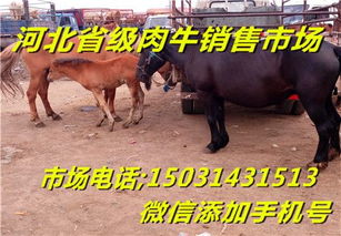 肉牛养殖华宇畜牧河北肉牛市场销售肉牛犊西门塔尔肉牛养殖华宇畜牧