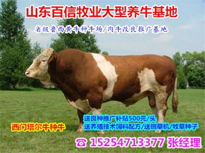 九龙坡区哪里有肉肉牛养殖场