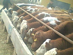 辽宁肉牛养殖场H内蒙古自治区肉牛养殖场