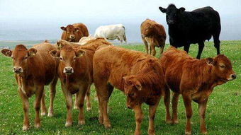 喂牛饲料有哪几种 喂牛的精饲料有哪些
