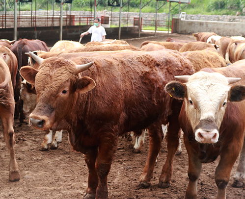 肉牛销售 池州黄牛养殖销售 池州畜源牧业公司